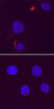 Autophagy Related 12 antibody, MAB6807, R&D Systems, Immunofluorescence image 