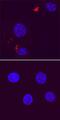 Autophagy Related 12 antibody, MAB6807, R&D Systems, Immunofluorescence image 