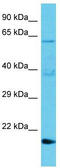 Transmembrane BAX Inhibitor Motif Containing 1 antibody, TA330714, Origene, Western Blot image 