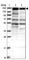 Zinc Finger Protein 646 antibody, HPA042364, Atlas Antibodies, Western Blot image 