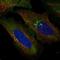 Nucleotide Binding Oligomerization Domain Containing 2 antibody, HPA054494, Atlas Antibodies, Immunofluorescence image 