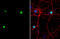SATB Homeobox 2 antibody, GTX132972, GeneTex, Immunocytochemistry image 