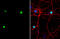 DNA-binding protein SATB2 antibody, GTX132972, GeneTex, Immunocytochemistry image 