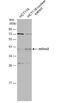 Transcription factor Ovo-like 2 antibody, NBP2-42907, Novus Biologicals, Western Blot image 