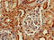RuvB Like AAA ATPase 2 antibody, CSB-PA897459LA01HU, Cusabio, Immunohistochemistry frozen image 