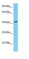 Early Growth Response 2 antibody, orb333122, Biorbyt, Western Blot image 