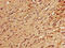 RNA Binding Motif Protein 22 antibody, CSB-PA889126LA01HU, Cusabio, Immunohistochemistry frozen image 