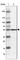 Ectonucleoside Triphosphate Diphosphohydrolase 5 (Inactive) antibody, HPA002927, Atlas Antibodies, Western Blot image 