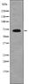 SHC Adaptor Protein 1 antibody, PA5-64770, Invitrogen Antibodies, Western Blot image 