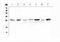 Heat Shock Protein Family B (Small) Member 1 antibody, A00676, Boster Biological Technology, Western Blot image 