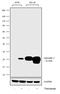 Lipocalin 2 antibody, 702248, Invitrogen Antibodies, Western Blot image 
