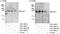 B-TFIID TATA-Box Binding Protein Associated Factor 1 antibody, A301-065A, Bethyl Labs, Immunoprecipitation image 