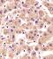 Tuftelin Interacting Protein 11 antibody, A07513-1, Boster Biological Technology, Immunohistochemistry paraffin image 