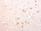 TRAF3 Interacting Protein 1 antibody, CSB-PA984438, Cusabio, Immunohistochemistry paraffin image 