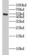 Cleavage Stimulation Factor Subunit 1 antibody, FNab02038, FineTest, Western Blot image 