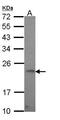 Growth arrest and DNA damage-inducible protein GADD45 gamma antibody, TA308278, Origene, Western Blot image 