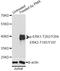 Erk1 antibody, AP0472, ABclonal Technology, Western Blot image 