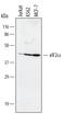 Eukaryotic Translation Initiation Factor 2 Subunit Alpha antibody, MAB3997, R&D Systems, Western Blot image 