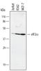 Eukaryotic Translation Initiation Factor 2 Subunit Alpha antibody, MAB3997, R&D Systems, Western Blot image 