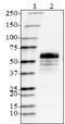 Tau, 368-441 antibody, 851204, BioLegend, Western Blot image 