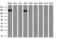 Lap1 antibody, TA807395S, Origene, Western Blot image 