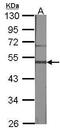 Gastrin Releasing Peptide Receptor antibody, PA5-27073, Invitrogen Antibodies, Western Blot image 