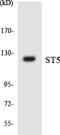 Suppression Of Tumorigenicity 5 antibody, LS-C200728, Lifespan Biosciences, Western Blot image 