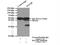 Methionine Adenosyltransferase 2B antibody, 15952-1-AP, Proteintech Group, Immunoprecipitation image 