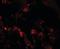 Transmembrane 4 L Six Family Member 1 antibody, orb95637, Biorbyt, Immunofluorescence image 