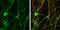 G Protein Subunit Alpha O1 antibody, GTX114439, GeneTex, Immunofluorescence image 