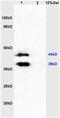 Leukotriene B4 receptor 1 antibody, orb6335, Biorbyt, Western Blot image 