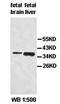 Apoptosis Inducing Factor Mitochondria Associated 2 antibody, orb77533, Biorbyt, Western Blot image 