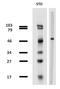 Tubulin Beta 1 Class VI antibody, orb44542, Biorbyt, Western Blot image 