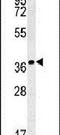 Interleukin-24 antibody, PA5-25789, Invitrogen Antibodies, Western Blot image 