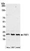 GINS Complex Subunit 1 antibody, NBP2-32156, Novus Biologicals, Western Blot image 