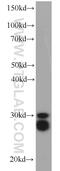 Cleavage And Polyadenylation Specific Factor 4 antibody, 15023-1-AP, Proteintech Group, Western Blot image 