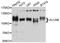 Activated Leukocyte Cell Adhesion Molecule antibody, LS-C408399, Lifespan Biosciences, Western Blot image 