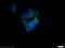SH2 Domain Containing 5 antibody, 55320-1-AP, Proteintech Group, Immunofluorescence image 