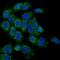 Lipoma-preferred partner antibody, A01240-2, Boster Biological Technology, Immunofluorescence image 