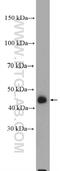 Homer Scaffold Protein 3 antibody, 16624-1-AP, Proteintech Group, Western Blot image 