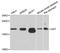 Somatostatin antibody, STJ111633, St John