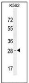 Olfactory Receptor Family 52 Subfamily D Member 1 antibody, AP53076PU-N, Origene, Western Blot image 