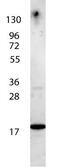 Interleukin 7 antibody, GTX48674, GeneTex, Western Blot image 