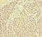 G Protein Subunit Beta 5 antibody, A55986-100, Epigentek, Immunohistochemistry paraffin image 