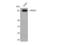 Ribosomal Protein S6 Kinase A5 antibody, STJ94266, St John