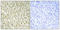 DNA Polymerase Lambda antibody, A00959, Boster Biological Technology, Immunohistochemistry paraffin image 