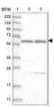 Splicing factor 3A subunit 3 antibody, NBP2-38200, Novus Biologicals, Western Blot image 