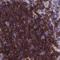 Thymocyte Selection Associated antibody, PA5-56740, Invitrogen Antibodies, Immunohistochemistry frozen image 