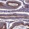 ADAMTS Like 5 antibody, HPA044050, Atlas Antibodies, Immunohistochemistry paraffin image 