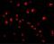 Caspase 8 antibody, GTX31284, GeneTex, Immunofluorescence image 